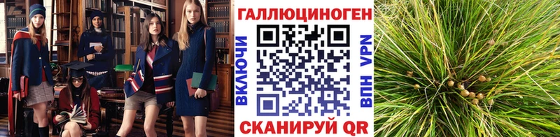 где купить   Озёры  Псилоцибиновые грибы MAGIC MUSHROOMS 